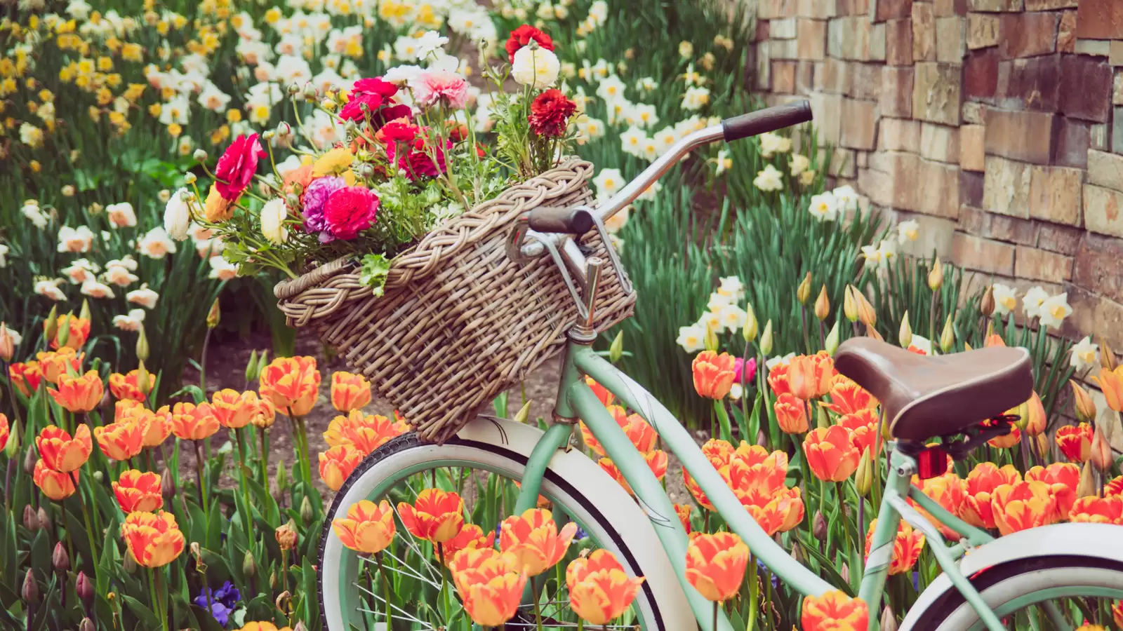 Ein Fahrrad steht in einem Blumenbeet mit Frühlingsblumen.